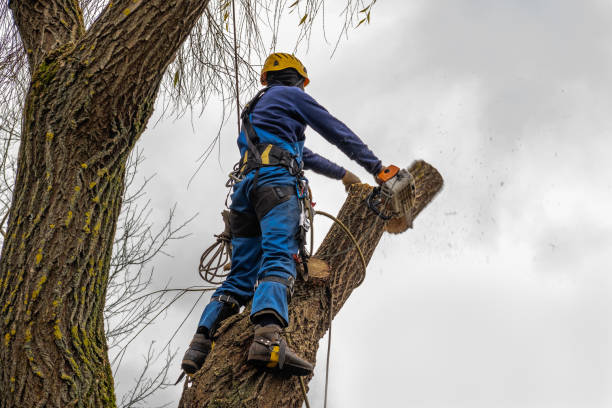 How Our Tree Care Process Works  in Northport, AL