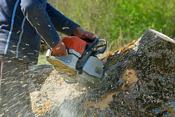 Seasonal Cleanup (Spring/Fall) in Northport, AL